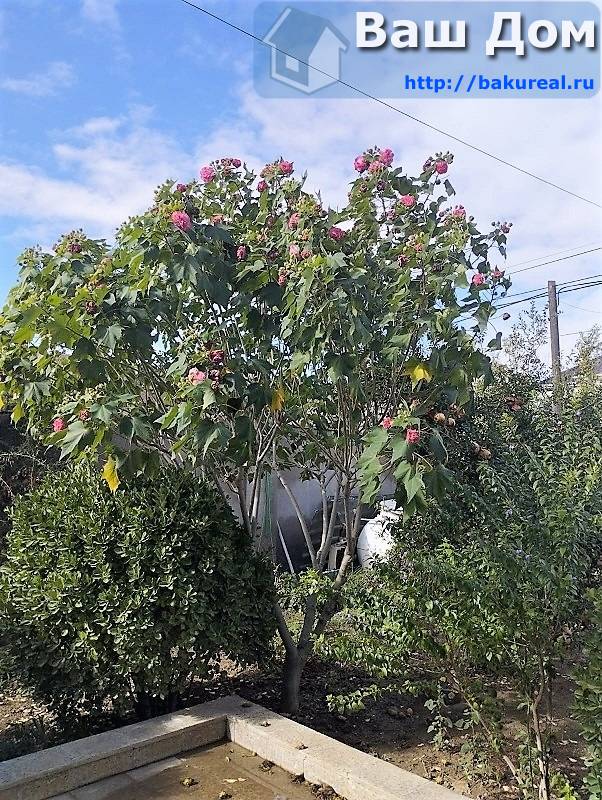 продаётся дом у моря 120 кв/м на 5 сотках